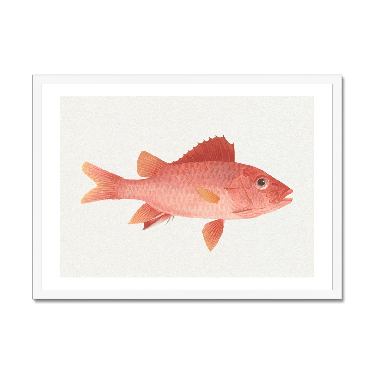 Vintage Fish Painting No. 1 | Fish Wall Art Print - Framed