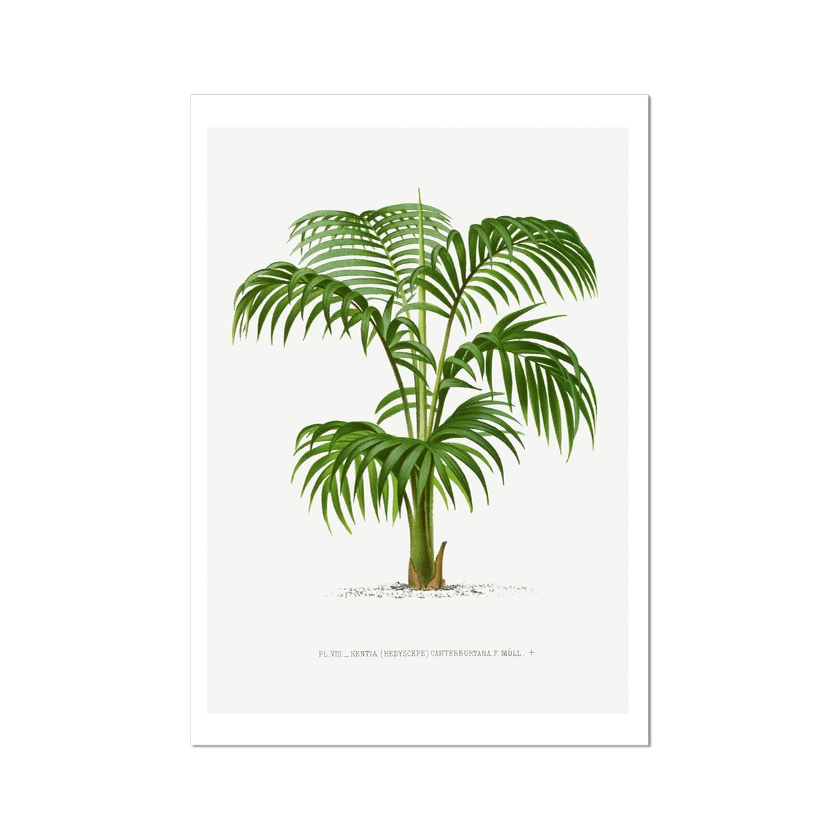 Kentia Palm Tree Print | Vintage Botanical Palm Tree Art Print - Unframed