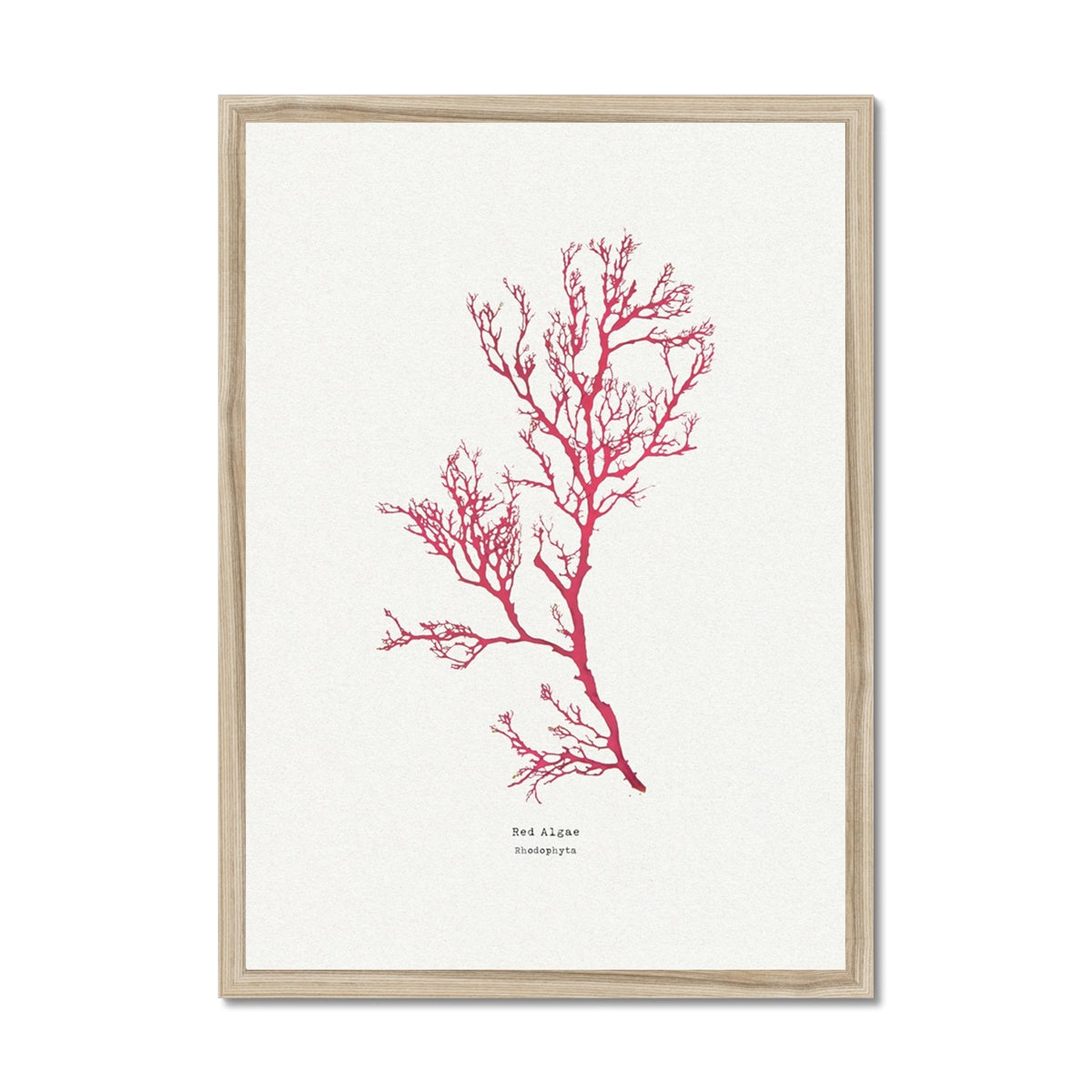 Seaweed Print Wall Art | Red Algae No 1 - Framed Seaweed Pressing