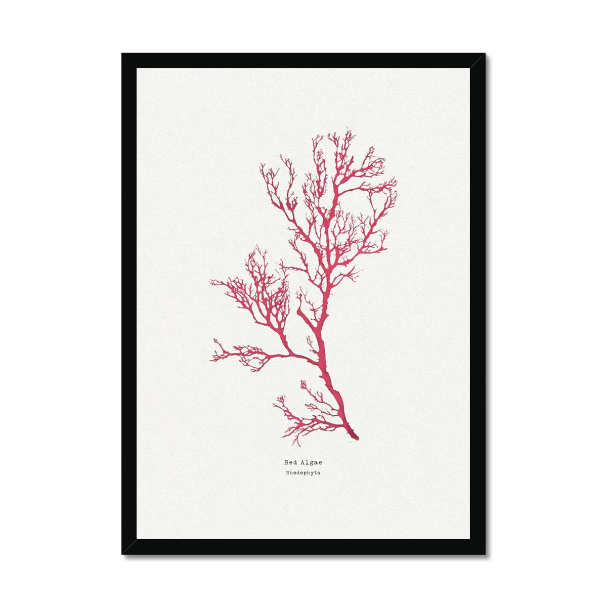 Seaweed Print Wall Art | Red Algae No 1 - Framed Seaweed Pressing