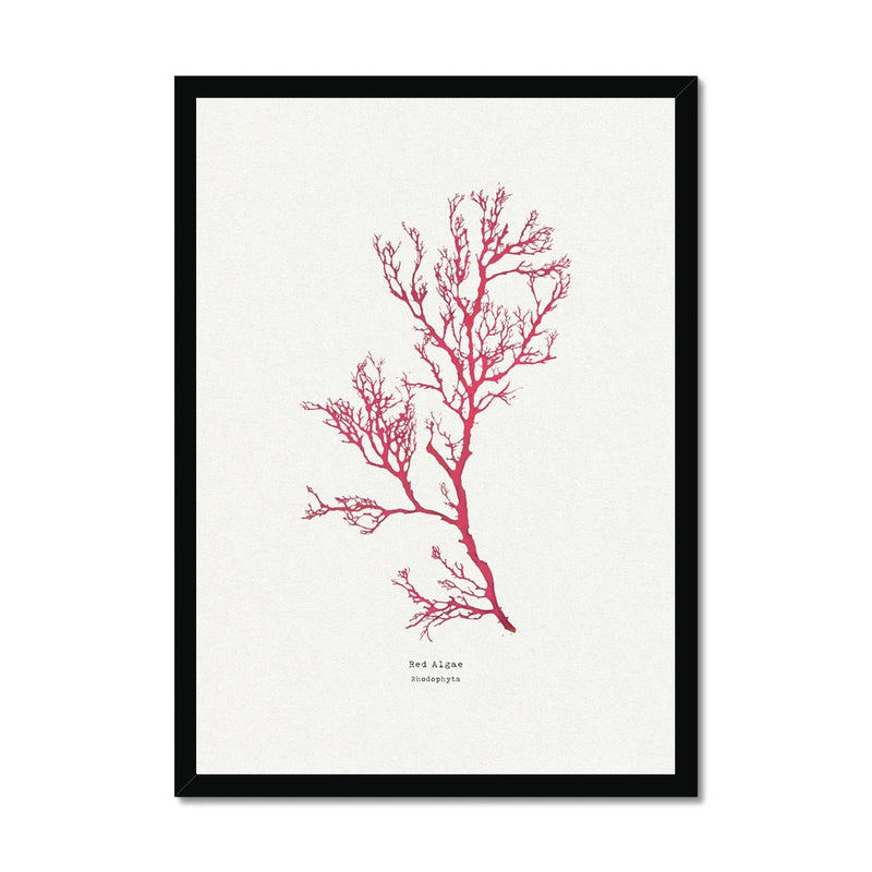 Seaweed Print Wall Art | Red Algae No 1 - Framed Seaweed Pressing