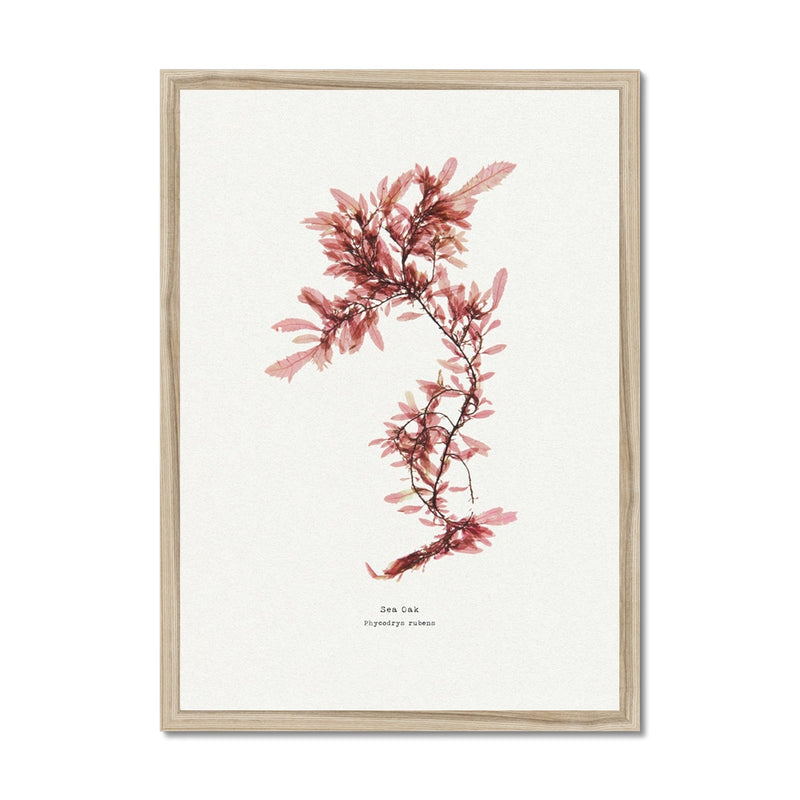 Sea Oak No 2 Seaweed Print |Pressed Seaweed Art  - Framed