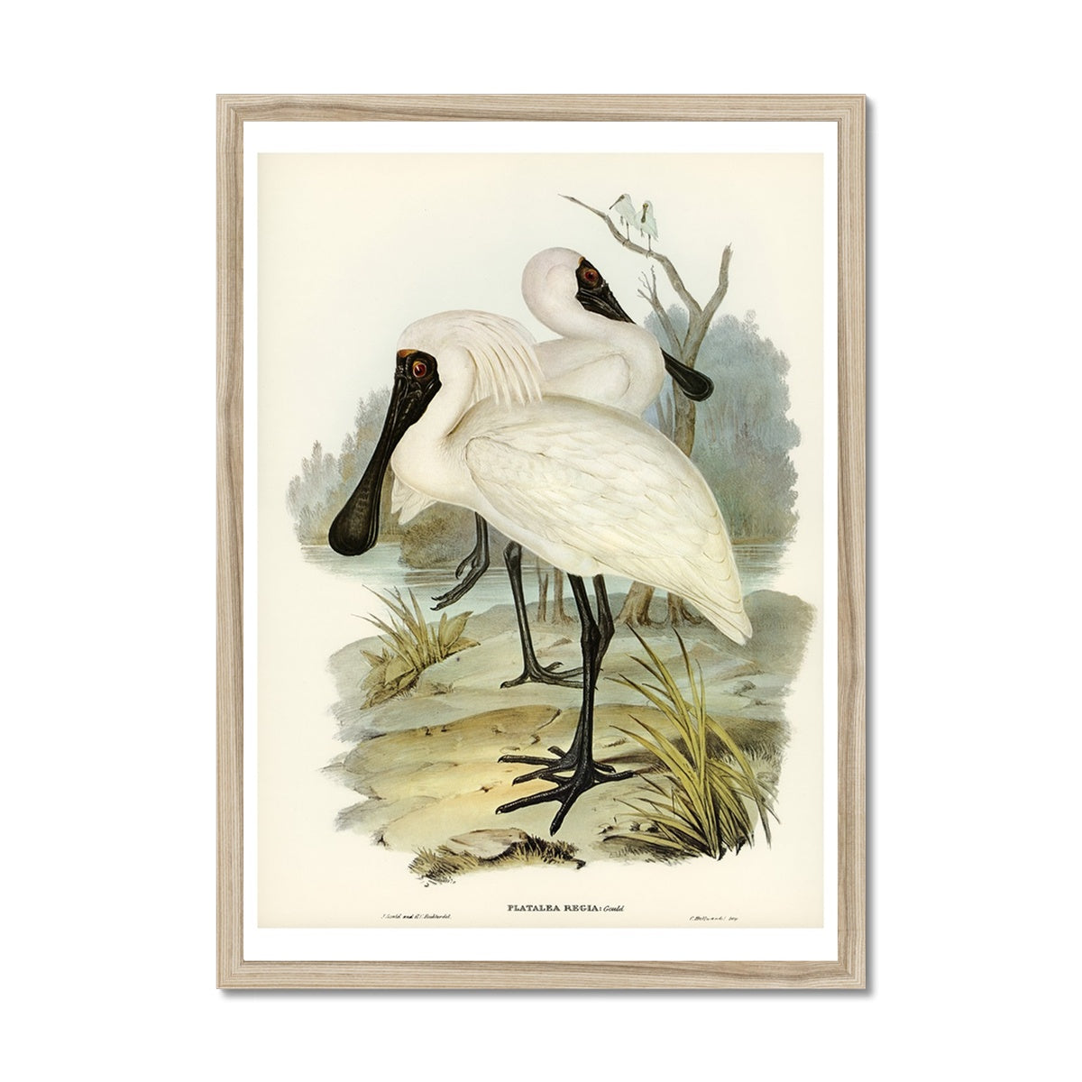 Spoonbill (Royal) Vintage Bird Art Print - Framed