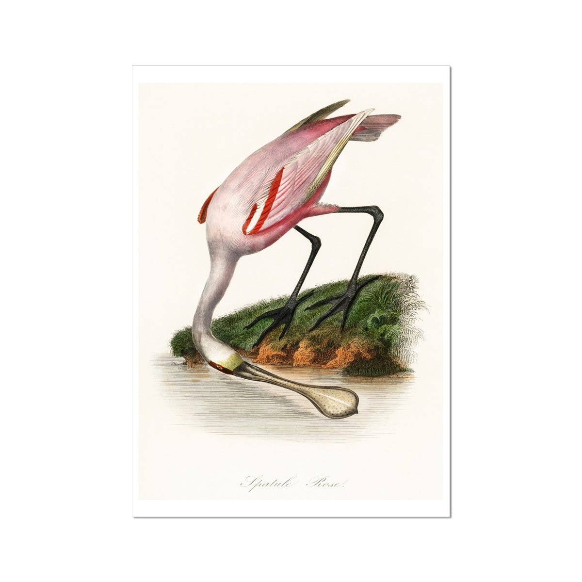 Spoonbill (Pink) Vintage Bird Art Print - Unframed