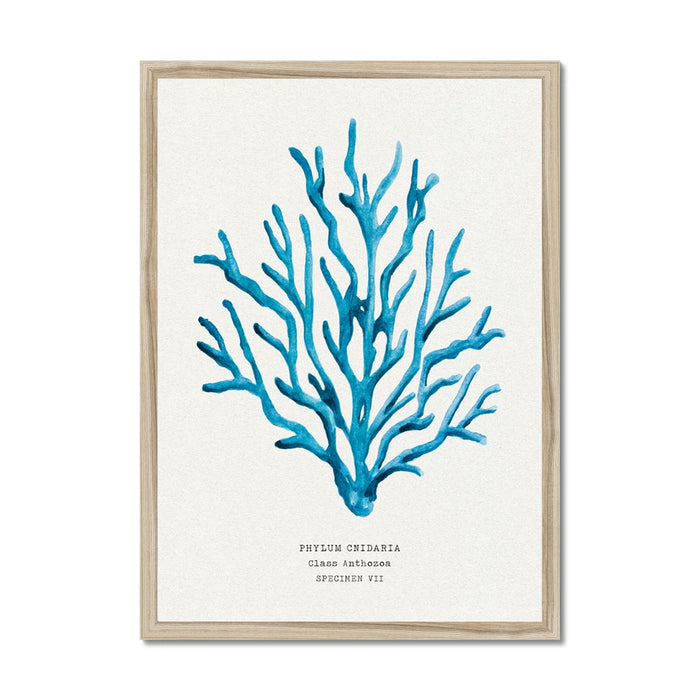 Coral Wall Art | Sea Blue Art Print | Specimen 7 - Framed Beach House Art