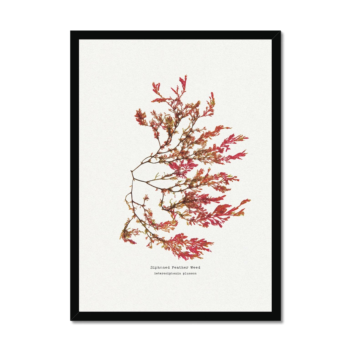 Siphoned Feather Weed No 1 Seaweed Print |Pressed Seaweed Art - Framed