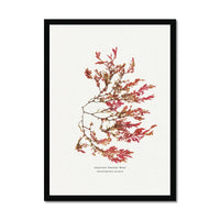 Siphoned Feather Weed No 1 Seaweed Print |Pressed Seaweed Art - Framed