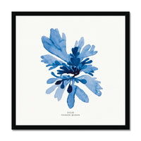 Seaweed Art | Dulse No 1 | Square - Framed Beach House Art