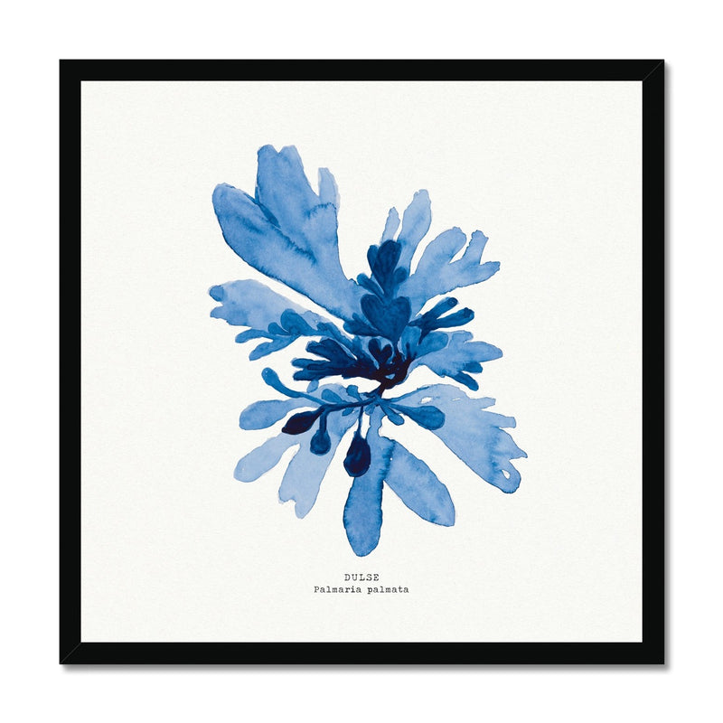 Seaweed Art | Dulse No 1 | Square - Framed Beach House Art