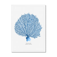 Coral Print | Blue Coral Painting - Framed Coral Print