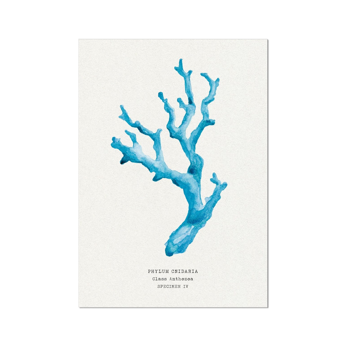 Coral Wall Art | Sea Blue Art Print | Specimen 4 - Unframed Beach House Art