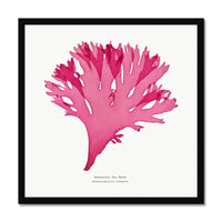 Beautiful Fan Weed No 3 Seaweed Print |Pressed Seaweed Art - Framed