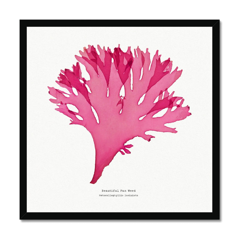 Beautiful Fan Weed No 3 Seaweed Print |Pressed Seaweed Art - Framed