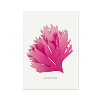 Seaweed Print Wall Art (Portrait) Beautiful Fan Weed No 1 - Unframed Seaweed Pressing