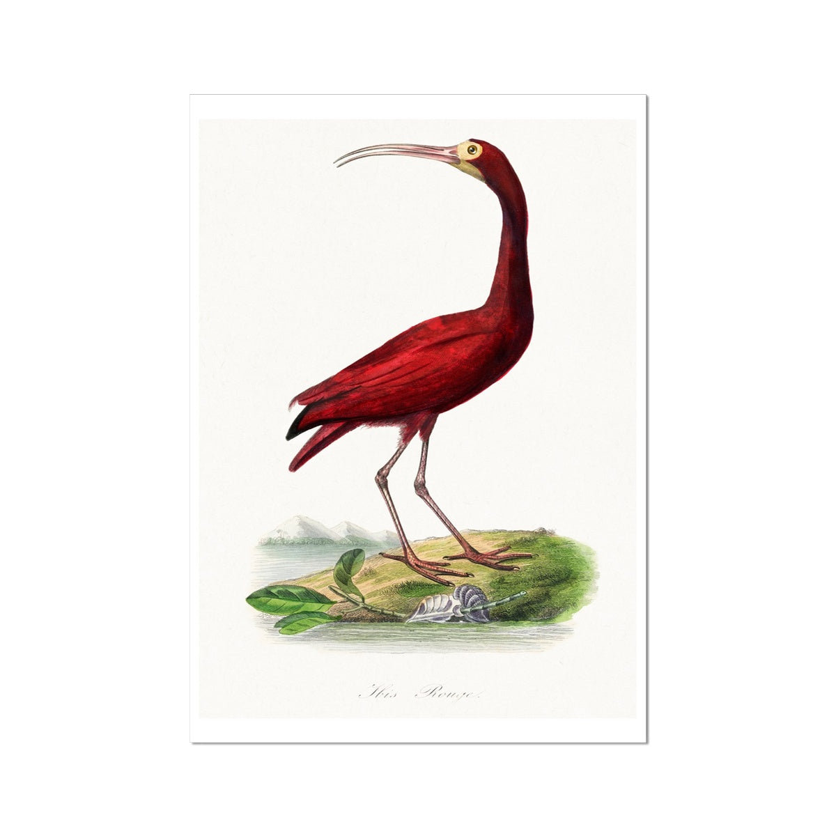 Red Ibis | Vintage Bird Art Print - Unframed