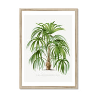 Macaw Palm Tree Print | Vintage Botanical Palm Art Print - Framed