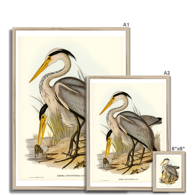 Heron (Great Grey) Vintage Bird Art Print - Framed