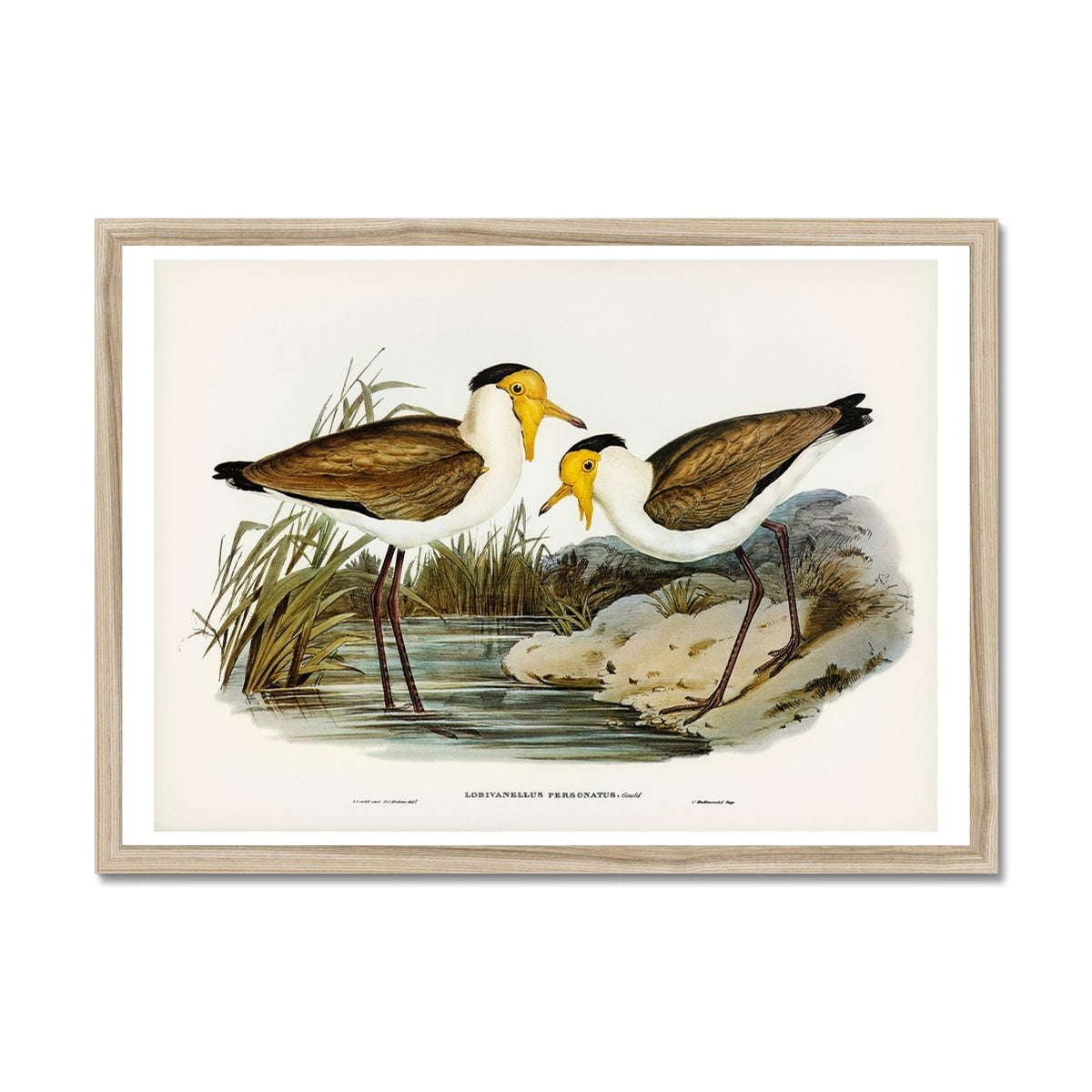 Lapwing Painting | Vintage Bird Art Print - Framed