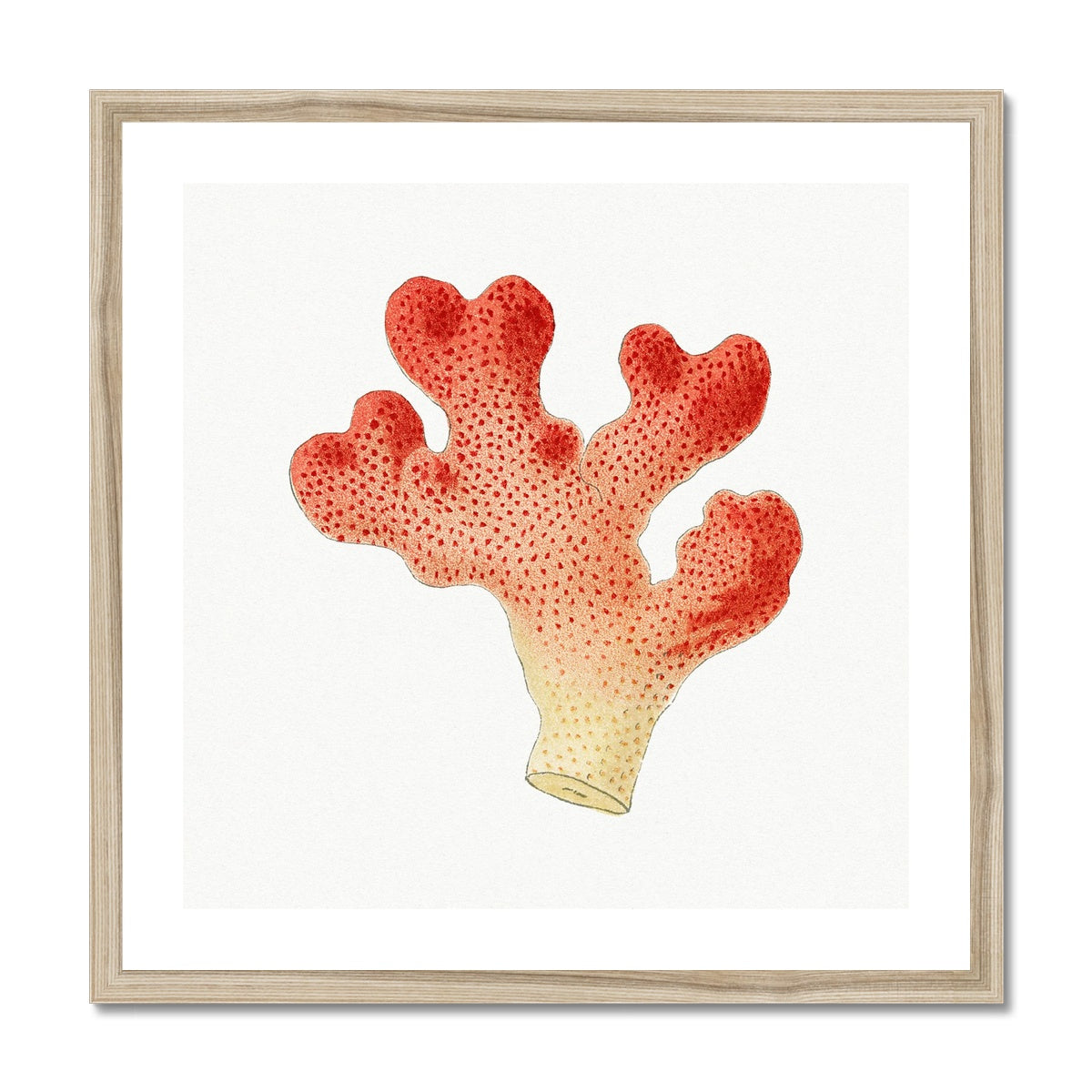 Reef Coral Print No 1 | Vintage Coral Art Print - Framed