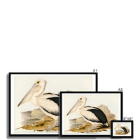 Pelican Painting | Vintage Bird Art Print - Framed