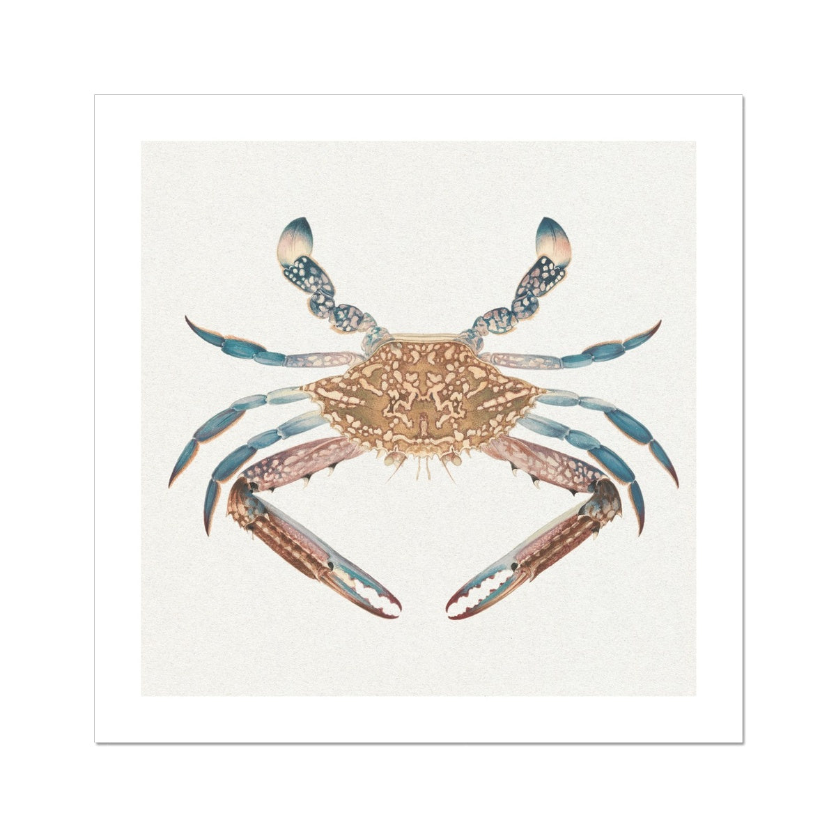 Vintage Crab Painting | Shellfish Wall Art Print - Unframed