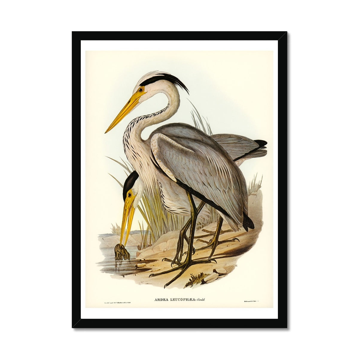 Heron (Great Grey) Vintage Bird Art Print - Framed