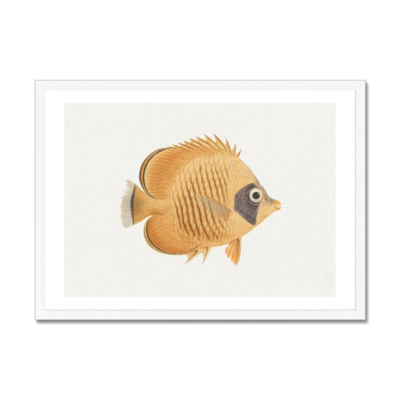 Vintage Fish Painting No. 2 | Fish Wall Art  - Framed