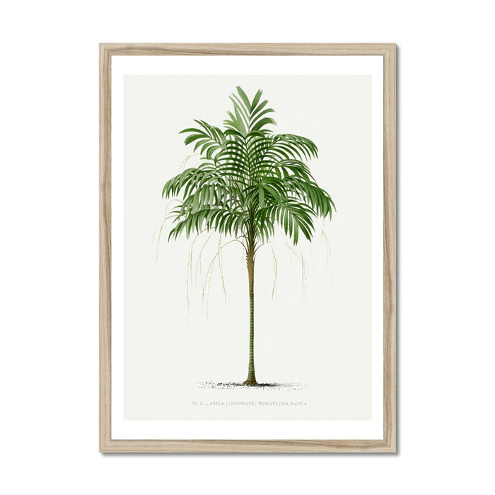 Areca Palm Tree Print | Vintage Botanical Palm Art Print - Framed