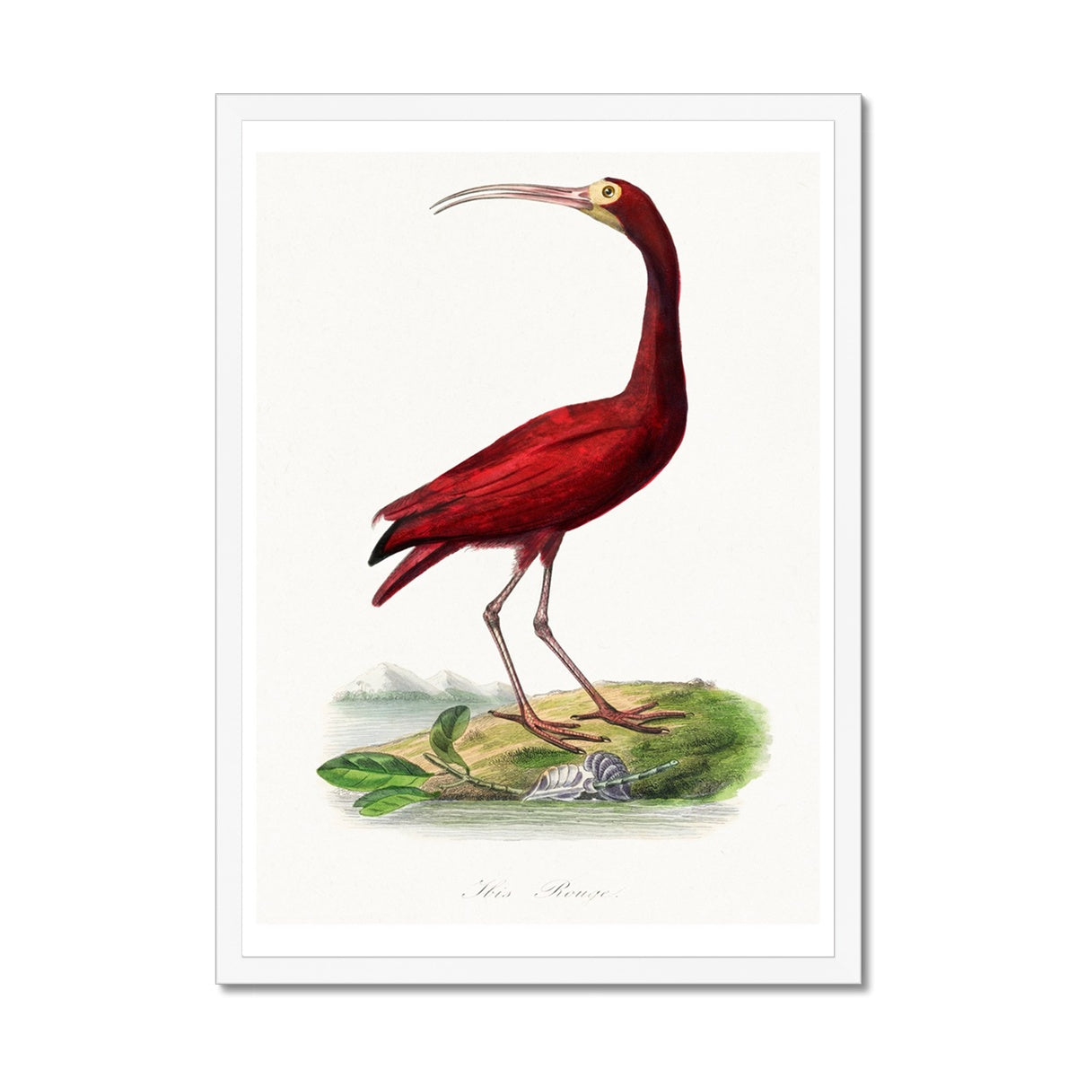 Red Ibis | Vintage Bird Art Print - Framed