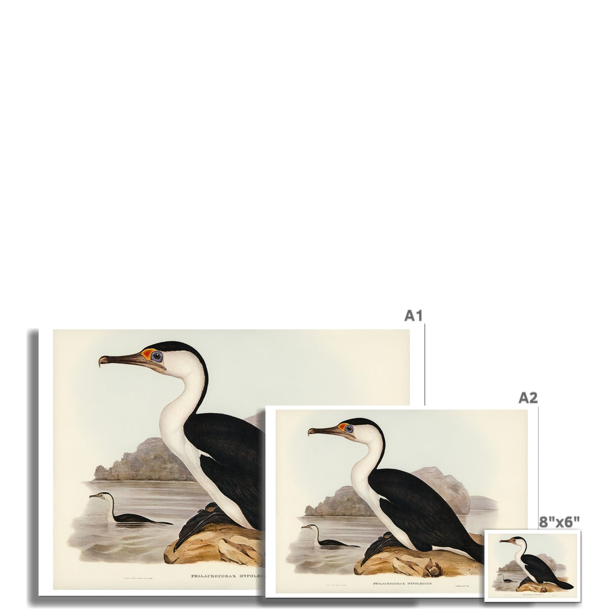 Cormorant Bird Print | Vintage Bird Art Print - Unframed