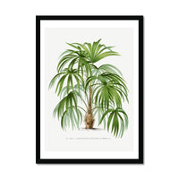 Macaw Palm Tree Print | Vintage Botanical Palm Art Print - Framed