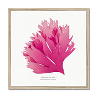 Seaweed Print Wall Art (Square) Beautiful Fan Weed No 1 - Framed