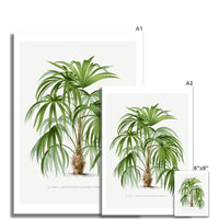 Macaw Palm Tree Print | Vintage Botanical  Art Print - Unframed