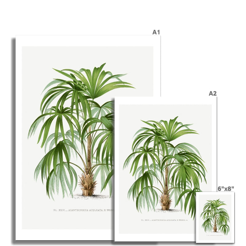 Macaw Palm Tree Print | Vintage Botanical  Art Print - Unframed