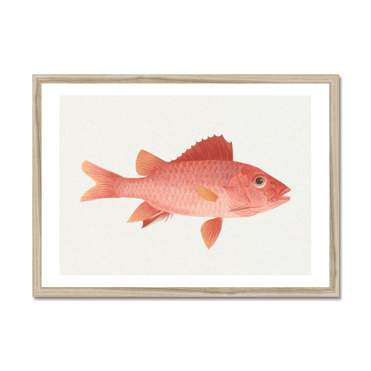 Vintage Fish Painting No. 1 | Fish Wall Art Print - Framed