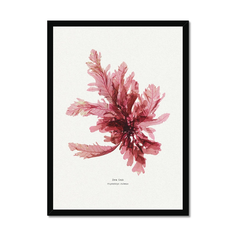 Seaweed Print Wall Art | Sea Oak No 1 - Framed Seaweed Pressing