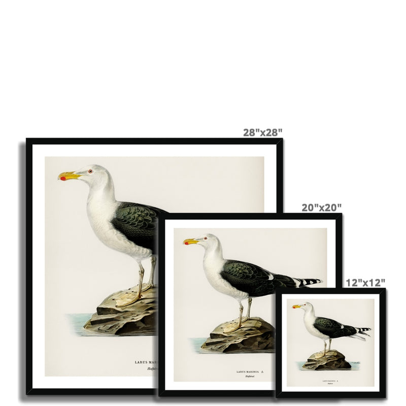 Seagull Painting | Vintage Bird Art Print - Framed