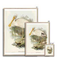 Spoonbill (Yellow Billed) Vintage Bird Art Print - Framed