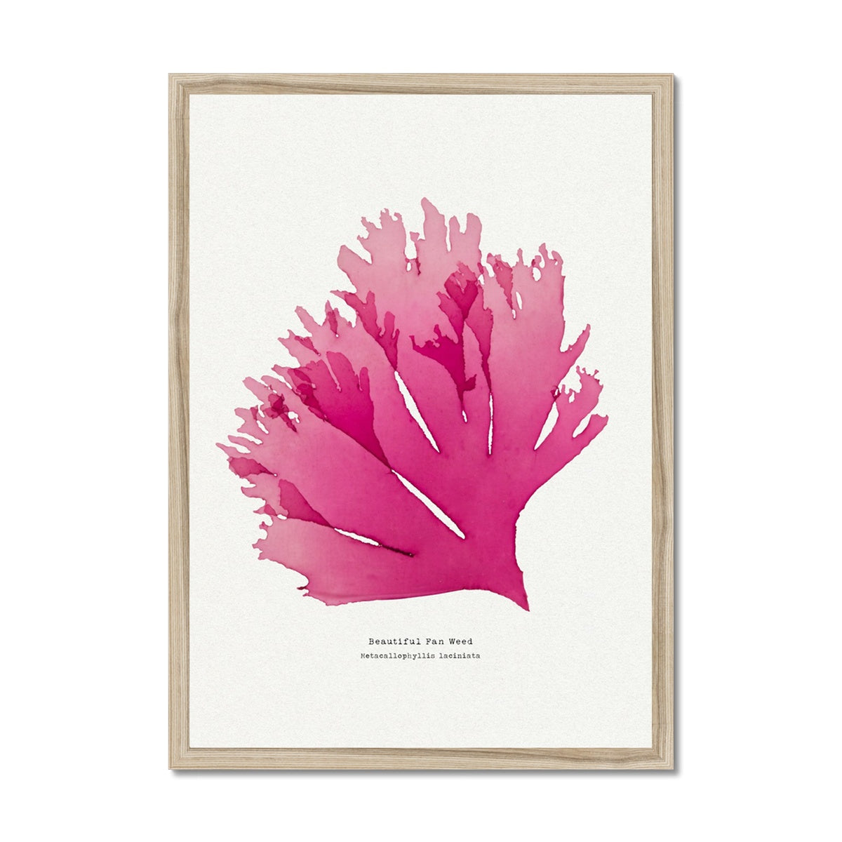 Seaweed Print Wall Art (Portrait) Beautiful Fan Weed No 1 - Framed Red Seaweed Print