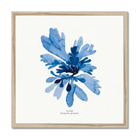 Seaweed Art | Dulse No 1 | Square - Framed Beach House Art