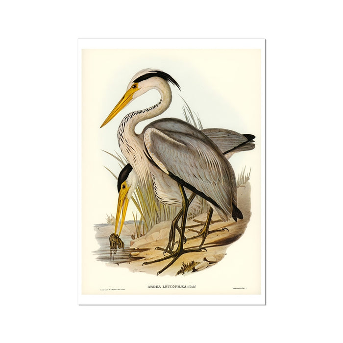 Heron (Great Grey) Vintage Bird Art Print - Unframed