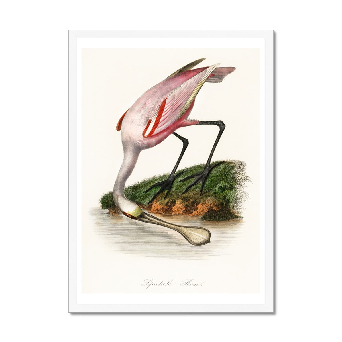 Spoonbill (Pink) Vintage Bird Art Print - Framed