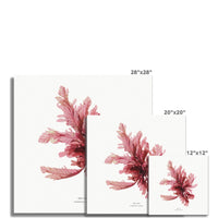 Square Seaweed Print Wall Art | Sea Oak No 1 - Unframed