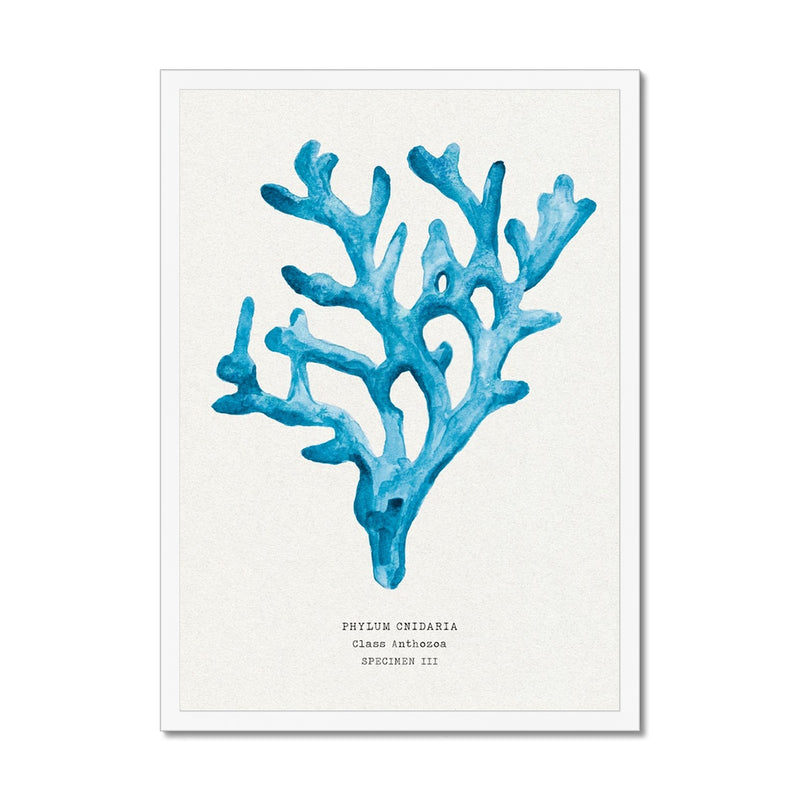 Coral Wall Art | Sea Blue Art Print | Specimen 3 - Framed Beach House Art