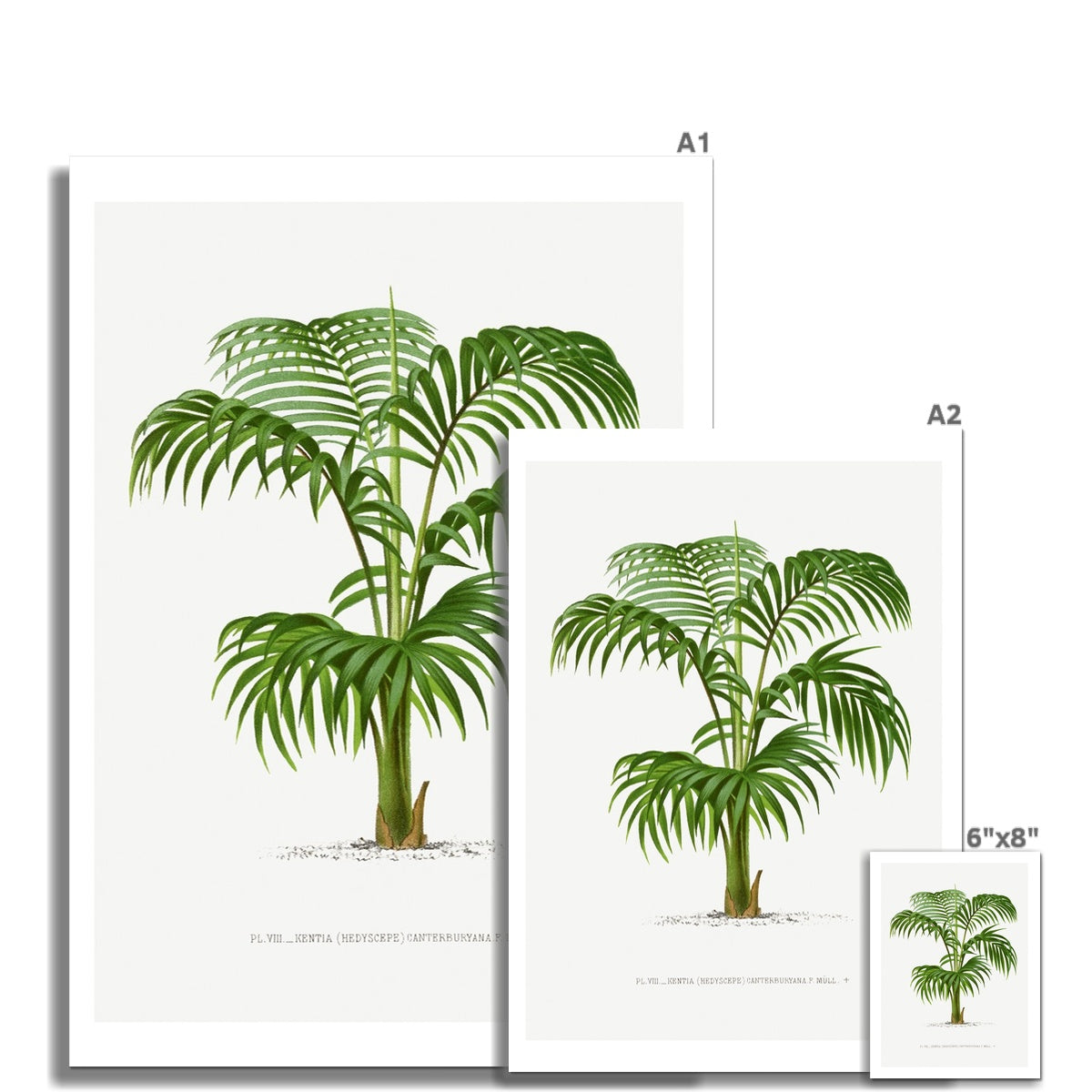 Kentia Palm Tree Print | Vintage Botanical Palm Tree Art Print - Unframed