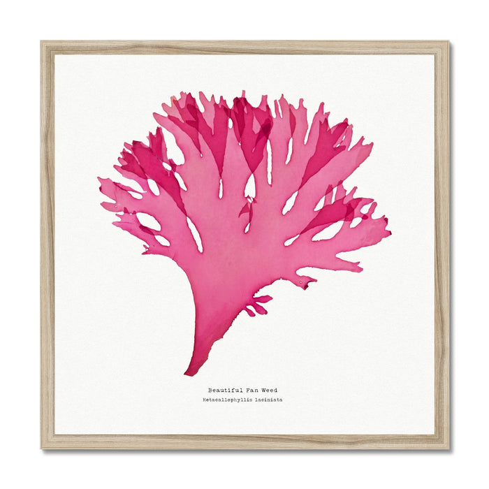 Seaweed Print Wall Art (Square) Beautiful Fan Weed No 3 - Framed