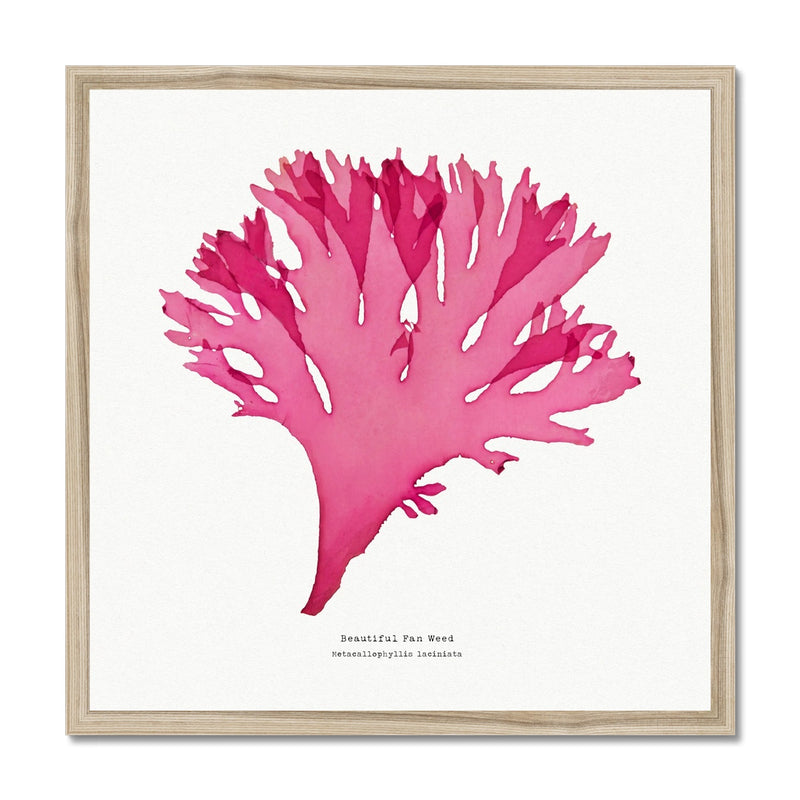 Beautiful Fan Weed No 3 Seaweed Print |Pressed Seaweed Art - Framed