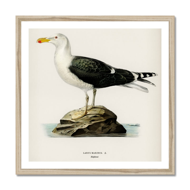 Seagull Painting | Vintage Bird Art Print - Framed