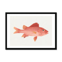 Vintage Fish Painting No. 1 | Fish Wall Art Print - Framed