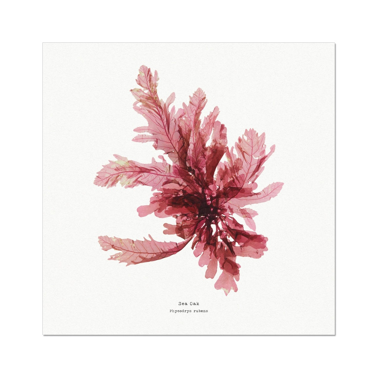 Square Seaweed Print Wall Art | Sea Oak No 1 - Unframed